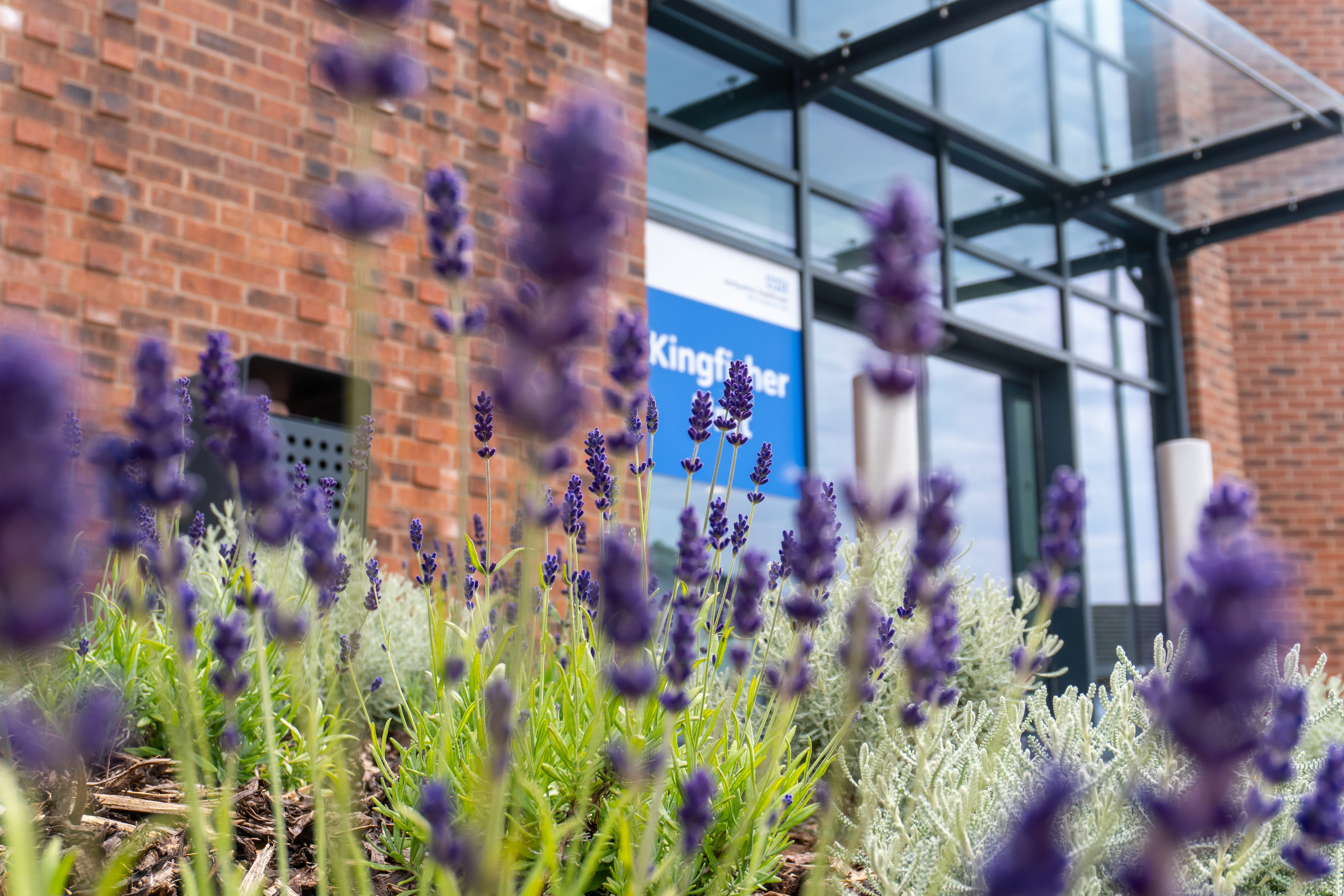 Lavender and a sign on a building saying Kingfisher House