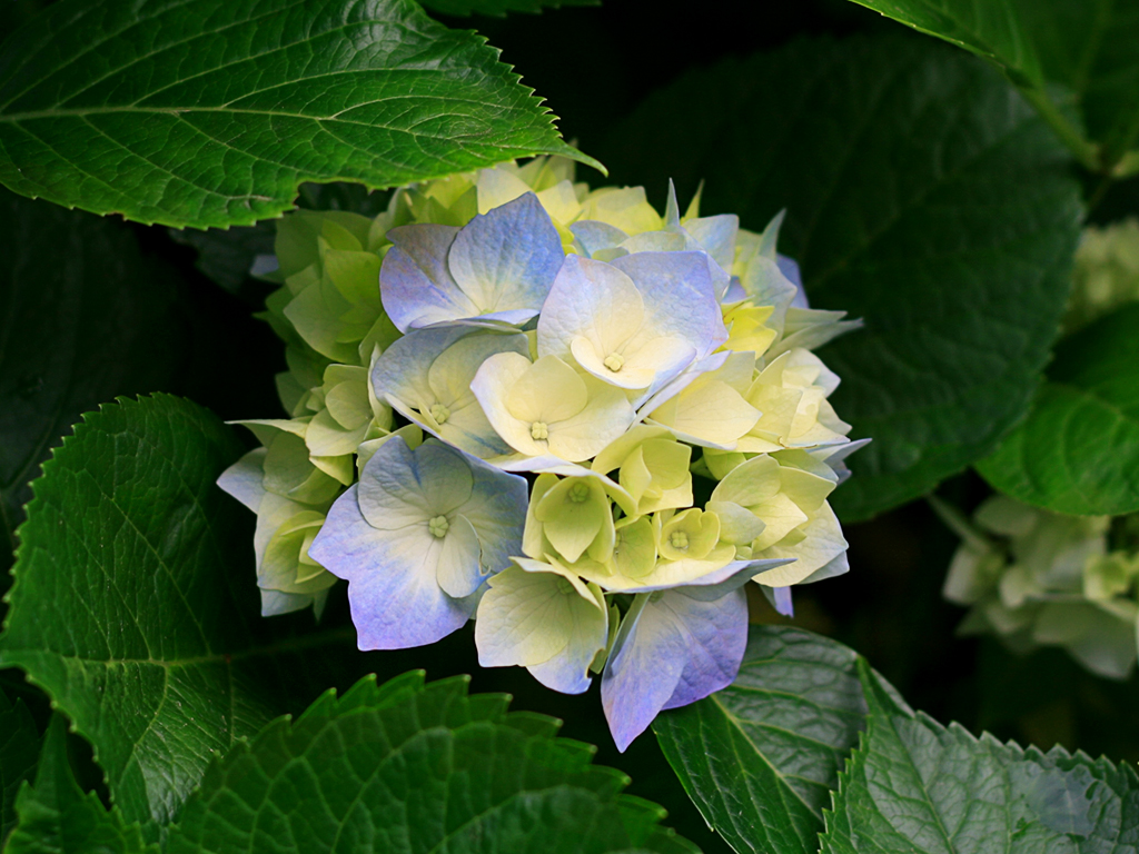 Contact us Hydrangeas.jpg